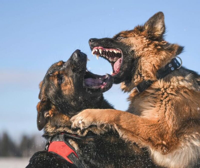 La réactivité chien/chien - vers d'autres outils de réhabilitation