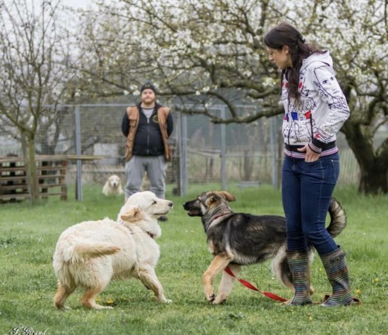 Éducation canine forfait 10H00