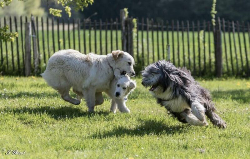 Éducation canine forfait 5H00