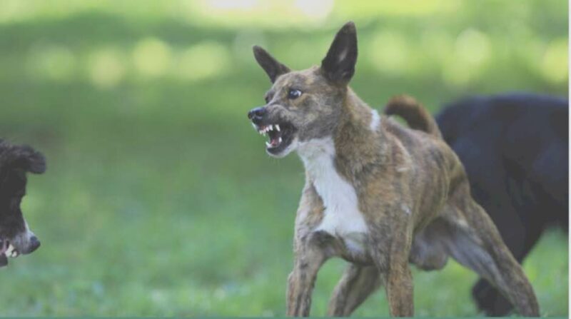 Formule chien agressif (RCH) 6H00